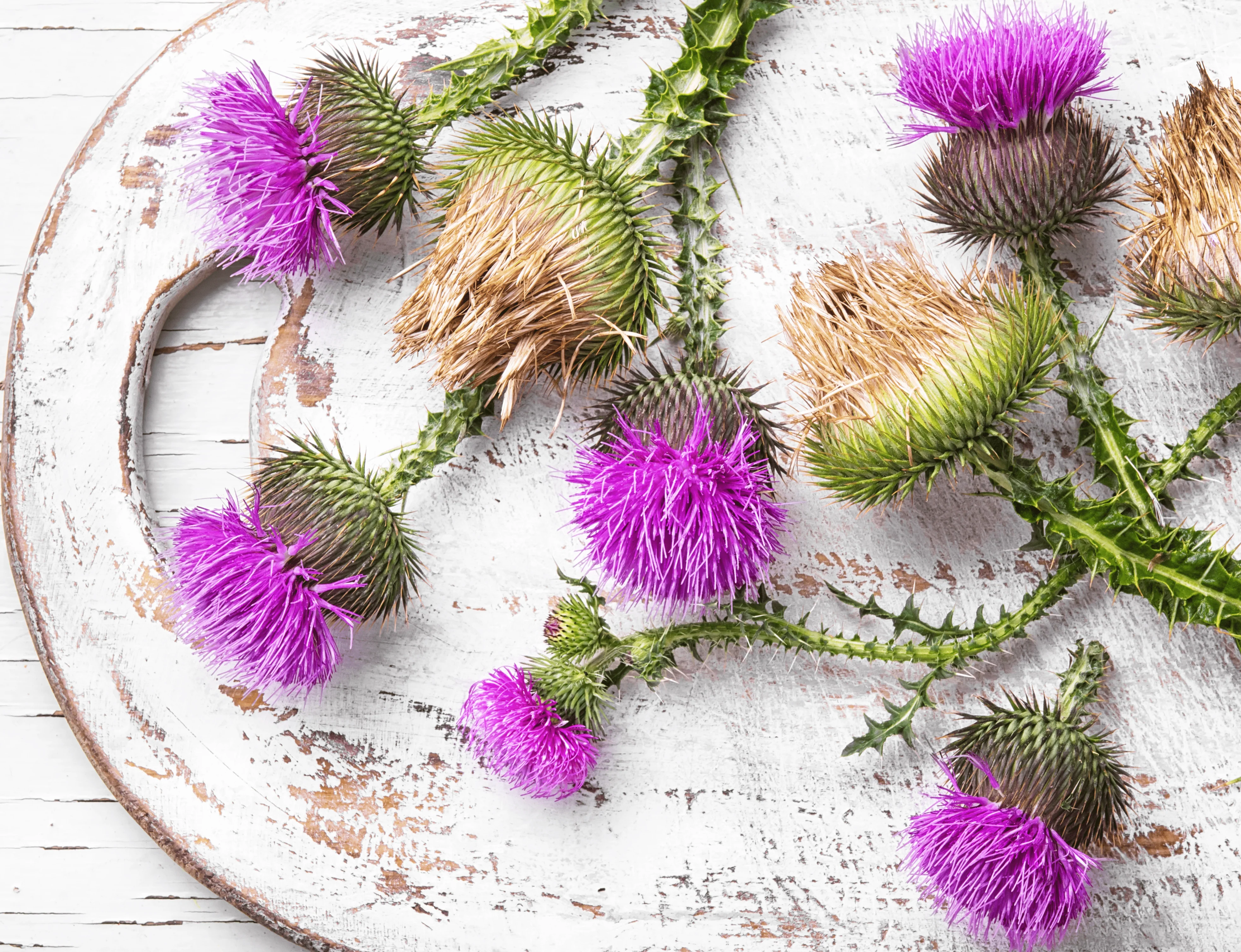 What Is Milk Thistle Supplement Good For-2