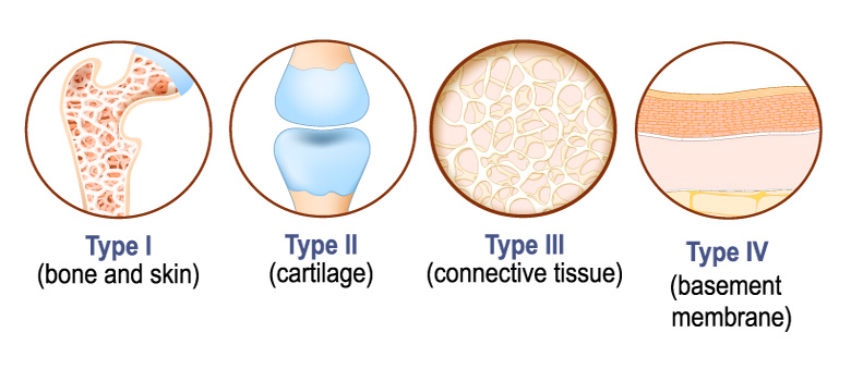 Different Types of Collagen